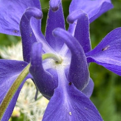 Aquilegia alpina — flower