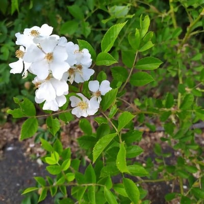 Rosa multiflora — flower