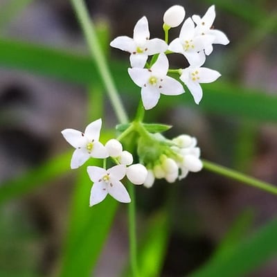 Galium glaucum — flower