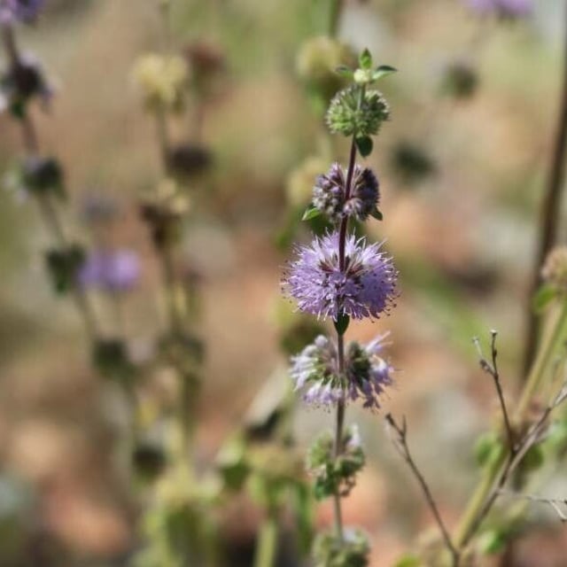 Mentha pulegium — flower