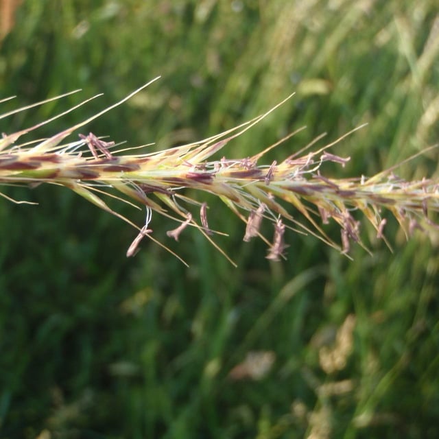 Gaudinia fragilis — flower