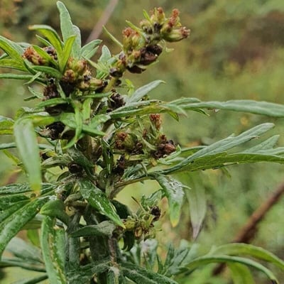 Artemisia verlotiorum — flower
