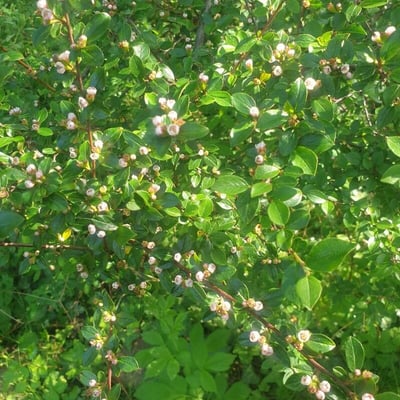 Cotoneaster divaricatus — flower