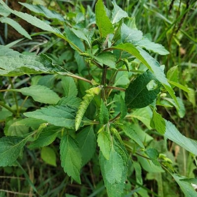 Elsholtzia ciliata — flower