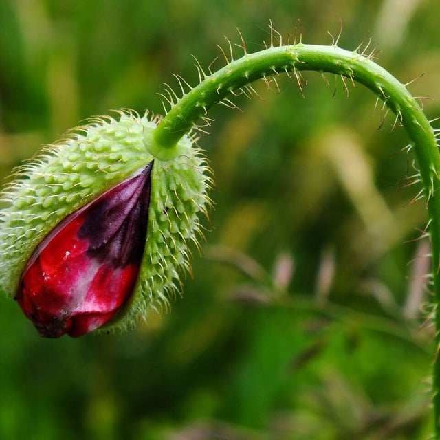 Roemeria argemone — flower
