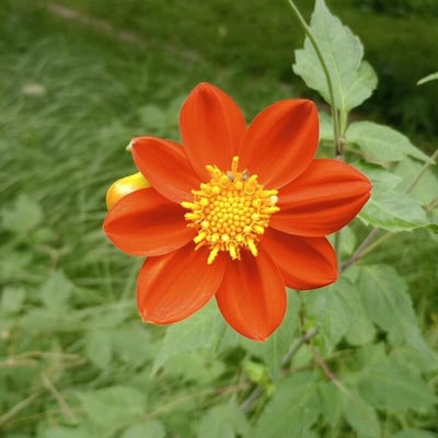 Dahlia coccinea — flower