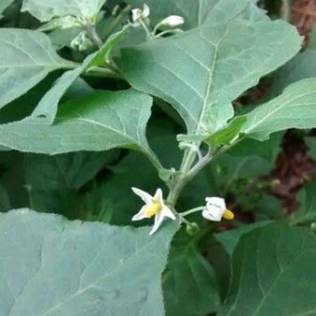 Solanum chenopodioides — flower