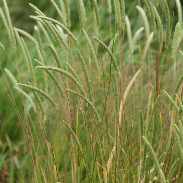 Phleum hirsutum — flower