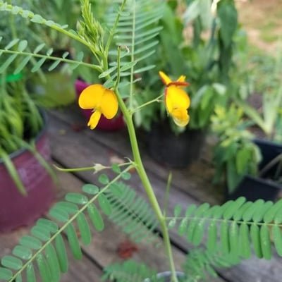 Sesbania herbacea — flower