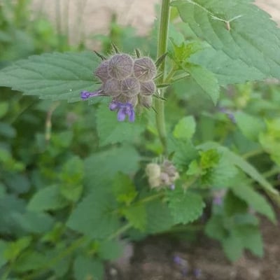 Marsypianthes chamaedrys — flower