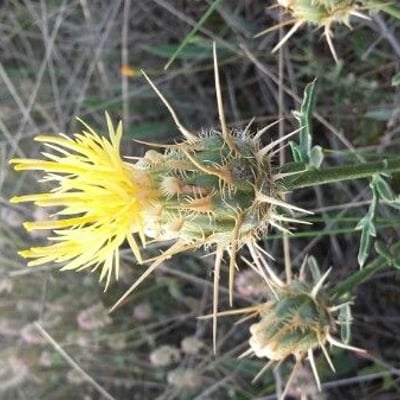 Centaurea melitensis — flower