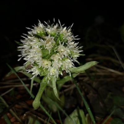 Petasites albus — flower