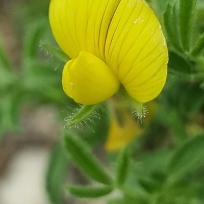Ononis viscosa — flower