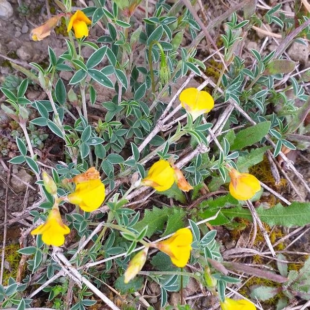 Argyrolobium zanonii — flower