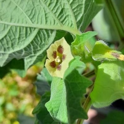 Physalis pubescens — flower
