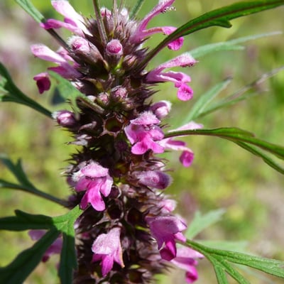 Leonurus sibiricus — flower