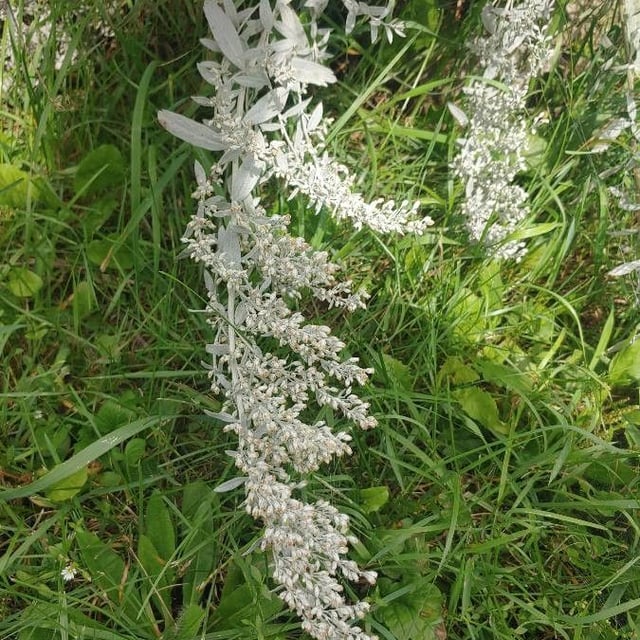 Artemisia ludoviciana — flower