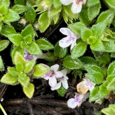 Clinopodium nubigenum — leaf