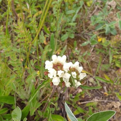 Prunella laciniata — flower