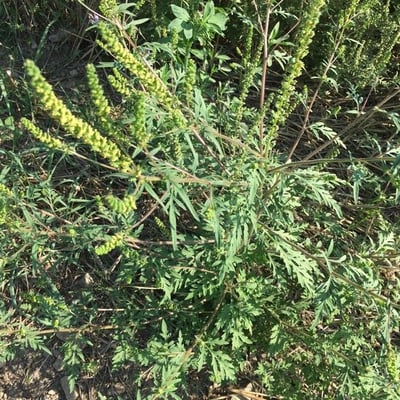 Ambrosia artemisiifolia — flower