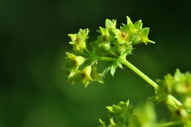 Hairy lady's-mantle