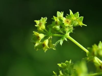 Hairy lady's-mantle