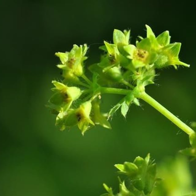 Alchemilla filicaulis — flower