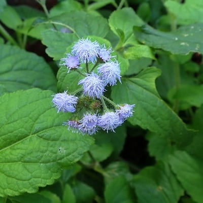 Ageratum conyzoides — flower
