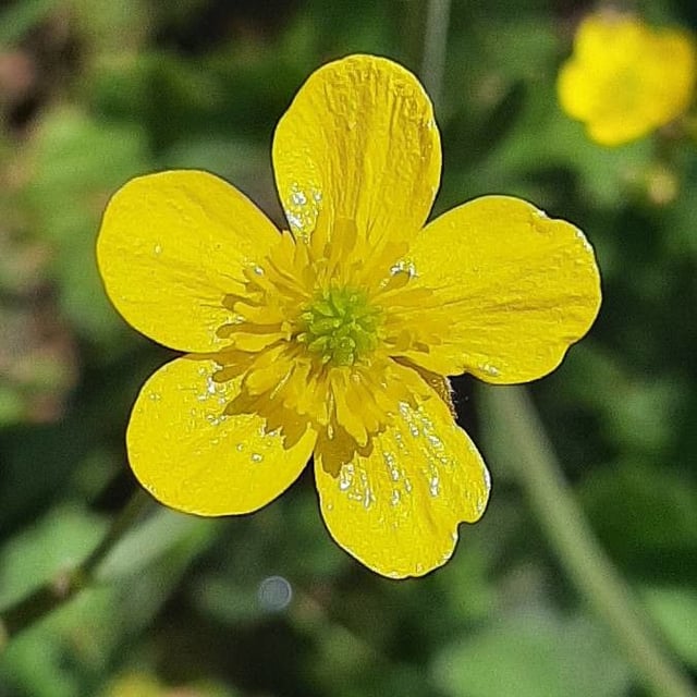 Ranunculus sardous — flower