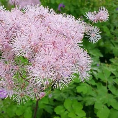 Thalictrum aquilegiifolium — flower