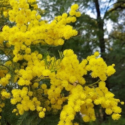 Acacia dealbata — flower