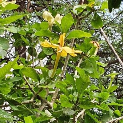 Gardenia ternifolia — flower
