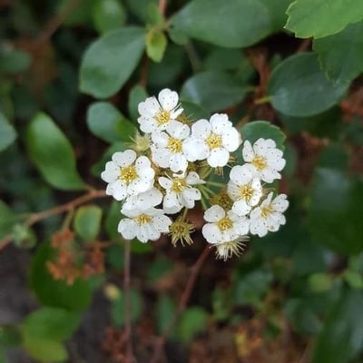 Spiraea chamaedryfolia — flower