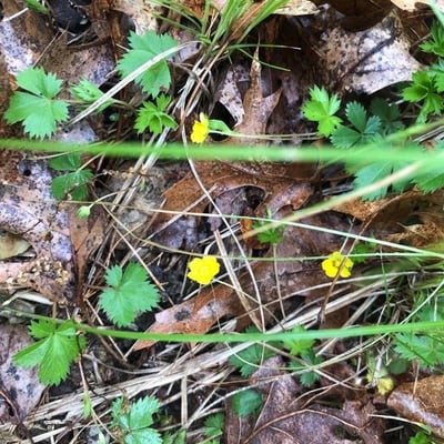 Potentilla canadensis — flower