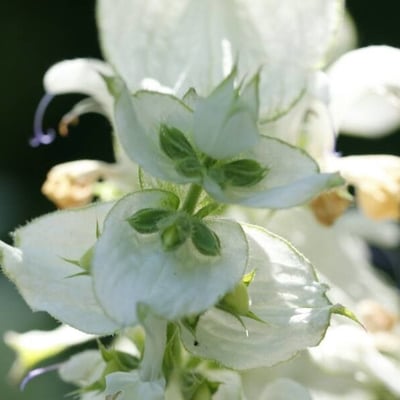 Salvia sclarea — flower