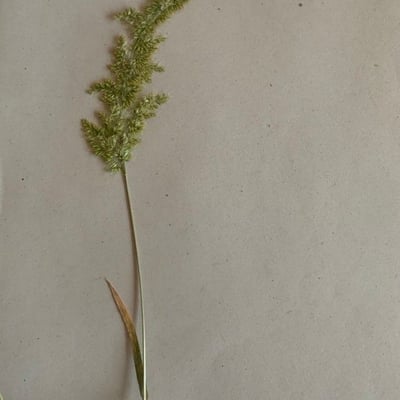 Polypogon viridis — flower