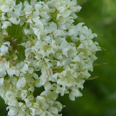 Meum athamanticum — flower
