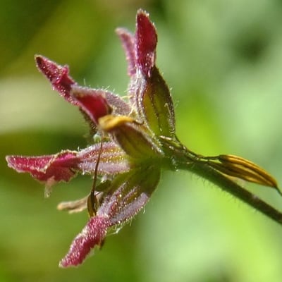 Thalictrum foetidum — flower