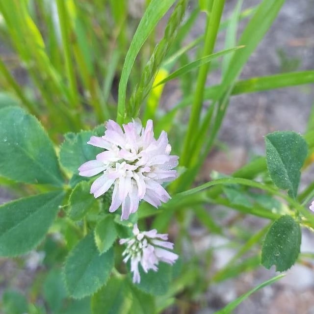 Trifolium resupinatum — flower
