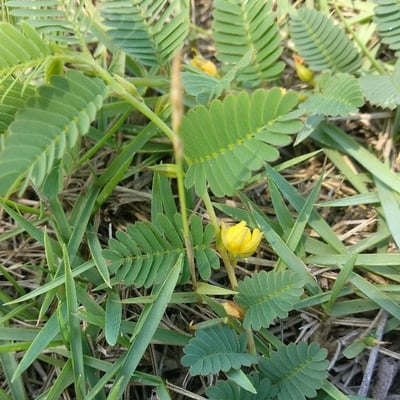 Chamaecrista fasciculata — flower