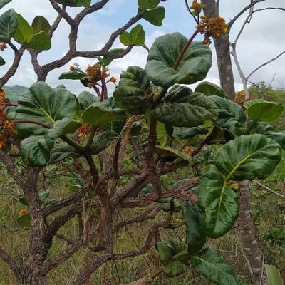 Palicourea rigida — leaf