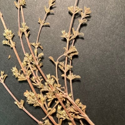 Satureja cuneifolia — flower