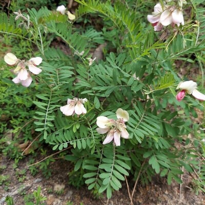 Tephrosia virginiana — flower
