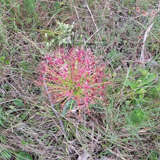 Boophone disticha
