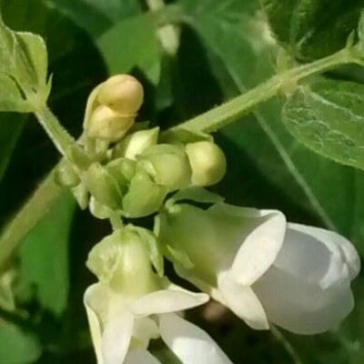 Phaseolus vulgaris — flower