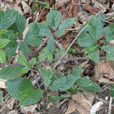 Rubus echinatus — leaf