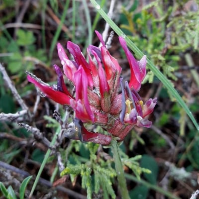 Astragalus incanus — flower