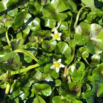 Ranunculus omiophyllus — flower