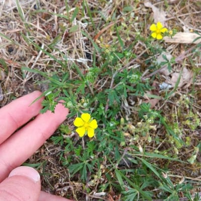 Potentilla neglecta — flower