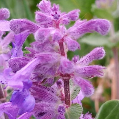 Salvia verticillata — flower